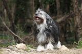 PETIT CHIEN LION 289